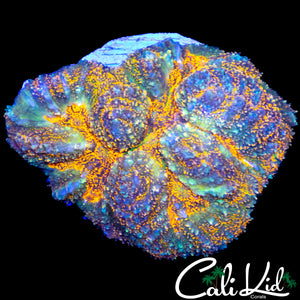 RAINOW SPECKLED BABY SYMPHYLLIA