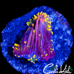 AQUACULTURED RAINBOW DIASERIS