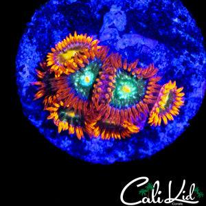 ASSORTED ZOA MINI COLONY