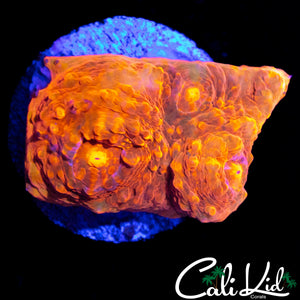 MYSTERY CHALICE