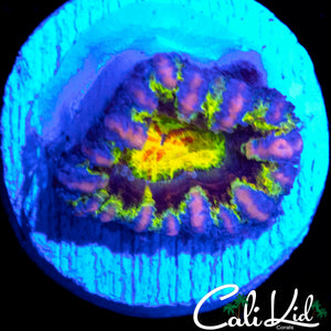INSANE RAINBOW ACAN