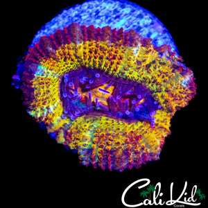 CK ABERRAMA GOLD ACAN