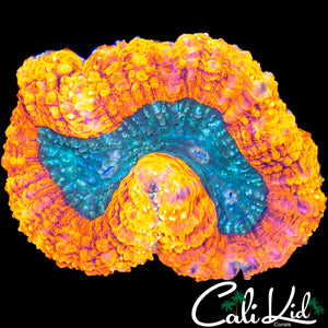 FLAME RIM MINI SYMPHYLLIA