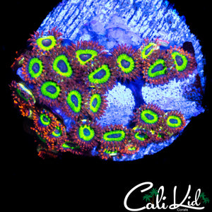 FRUIT LOOPS ZOA COLONY