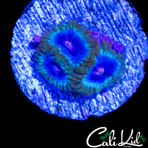 MIAMI VICE TYPE ZOA TRIPLE