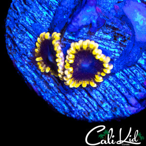 MESOSPHERE ZOA DOUBLE