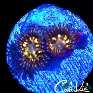 CK DIRTY LEPRECHAUN ZOA DOUBLE