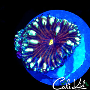 GOLDEN EYE BLASTO DOUBLE