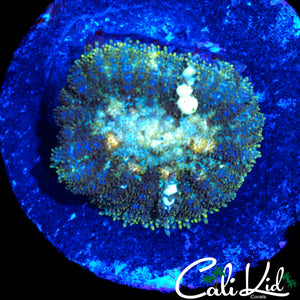 POWERBALL TYPE BOUNCE MUSHROOM