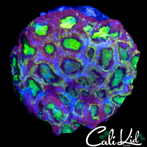 MYSTERY MORPH FAVIA COLONY