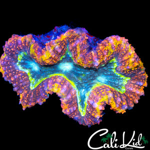 MASTER TYPE SYMPHYLLIA (3 MOUTHS)
