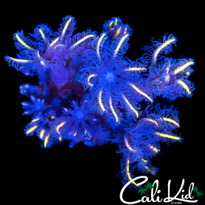 FIREWORKS CLOVES