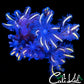 shopify auction