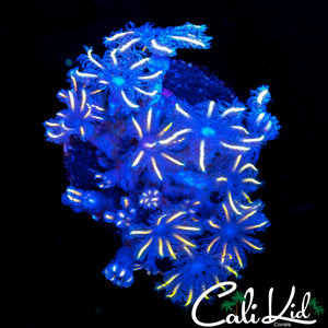FIREWORKS CLOVES