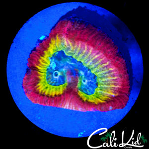 CK RARE RAINBOW FAVIA