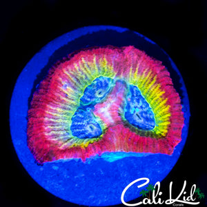 CK RARE RAINBOW FAVIA