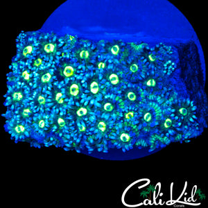 ULTRA EYE GONI CHUNK