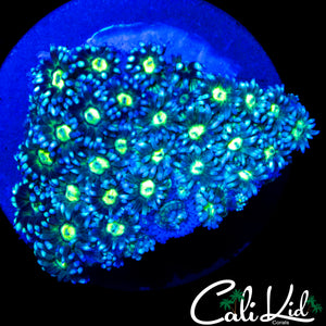 ULTRA EYE GONI CHUNK