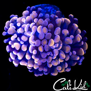 BI COLOR BRANCHING HAMMER