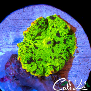 XL KRYPTONITE MUSHROOM
