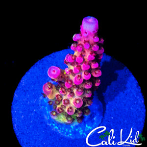 GRAFTED PC RAINBOW