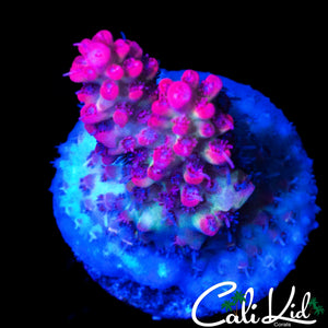 CK SHORTCAKE ACRO