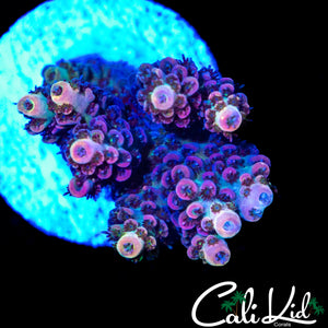CK UNRELEASED RAINBOW ACRO