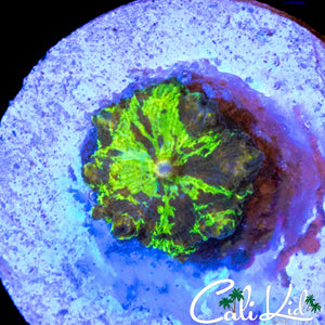 KRYPTONITE MUSHROOM