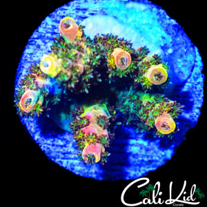 INSANE RAINBOW MILLI CHUNK