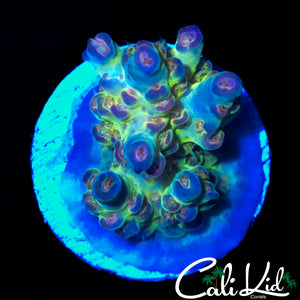 CK MAMBA MENTALITY ACRO