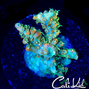 CK PINK FUSION ACRO