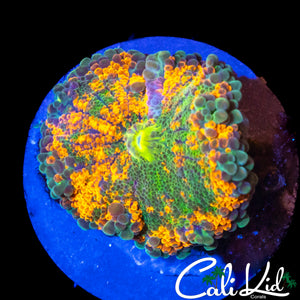 RAINBOW BUBBLE YUMA