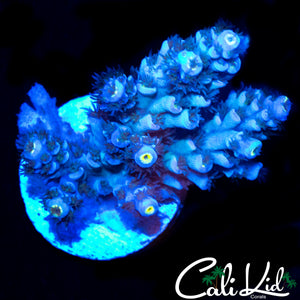 FUZZY RAINBOW TENIUS