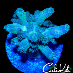 CK BRANCHING CYPHASTREA