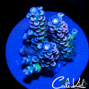 INSANE RAINBOW TENIUS