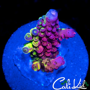 GRAFTED PC RAINBOW