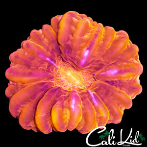 FLAME MOUTH CYNARINA