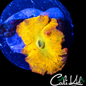 BLINDING ECLECTUS SHROOM (SUPER BRIGHT)