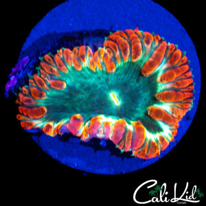 TRI COLOR BLASTO