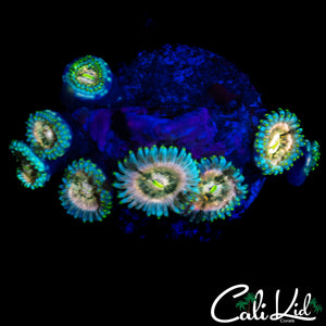 SOUR PUNCH ZOA MINI COLONY