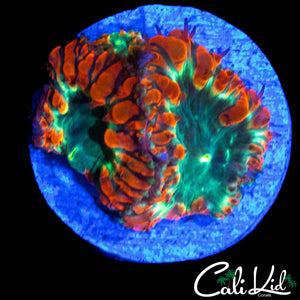 TRI COLOR BLASTO TRIPLE