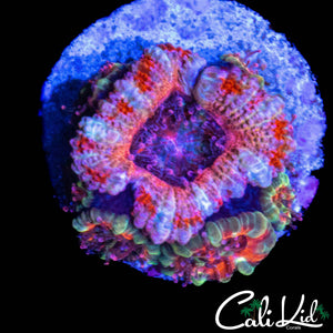 AQUACULTURED ACAN MORPH CHUNK