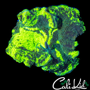 XL KRYPTONITE MUSHROOM