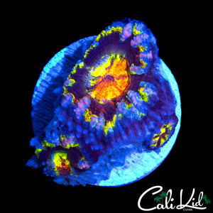 INSANE RAINBOW ACAN TRIPLE