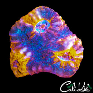 AUSSIE RAINBOW CHALICE