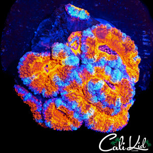 ULTRA RAINBOW ACAN CHUNK
