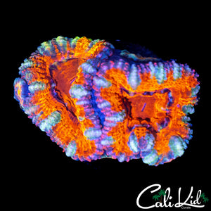 ULTRA RAINBOW ACAN DOUBLE