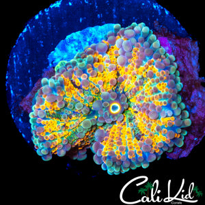 RAINBOW BUBBLE YUMA