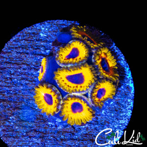 GREAT OWL ZOA MINI COLONY