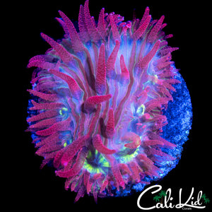 RAINBOW MOUTH DIASERIS